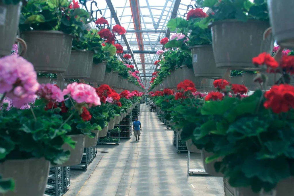 case study michael's greenhouse flowers basket