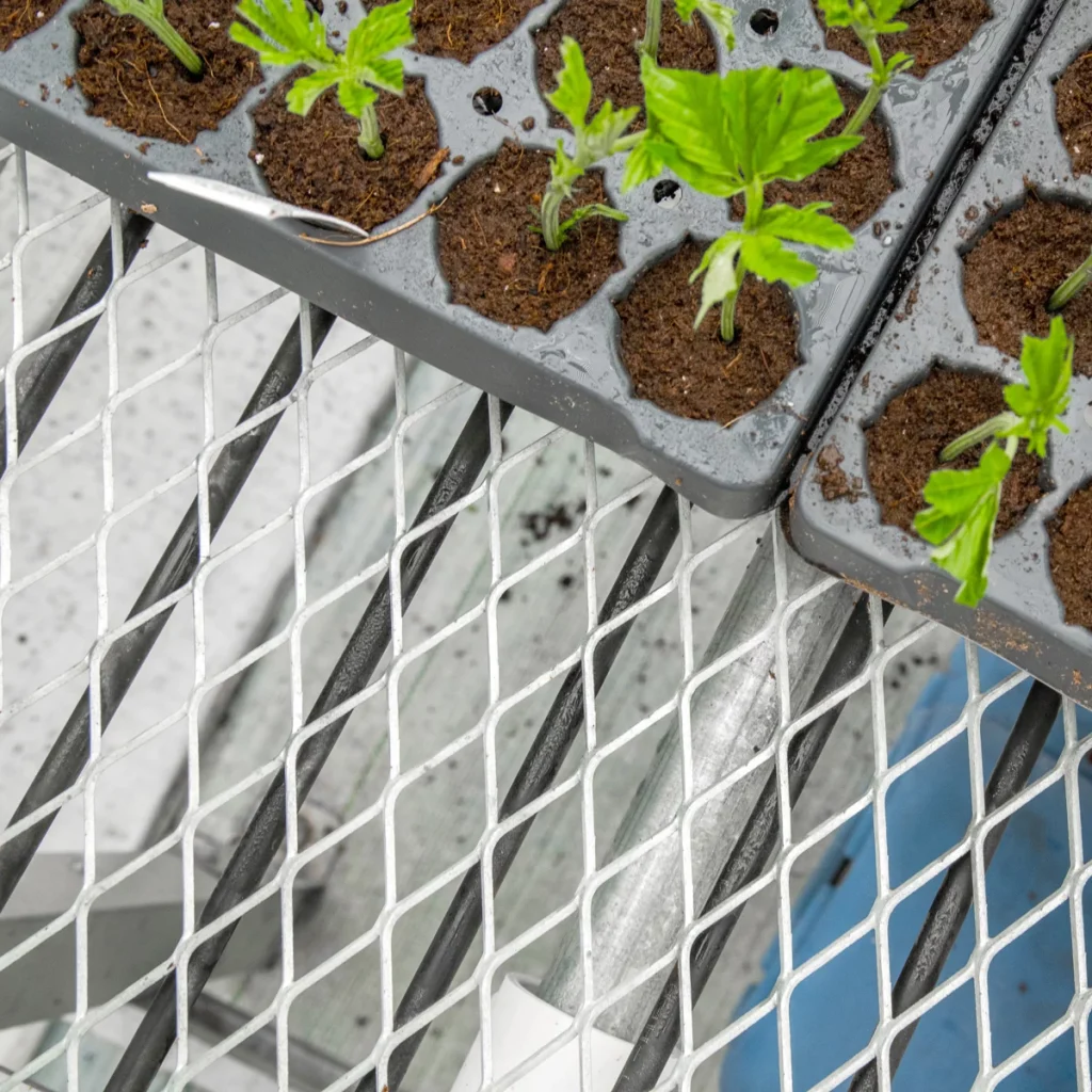 cannabis clones sitting on top of greenhouse bench hooked up with root zone heating system