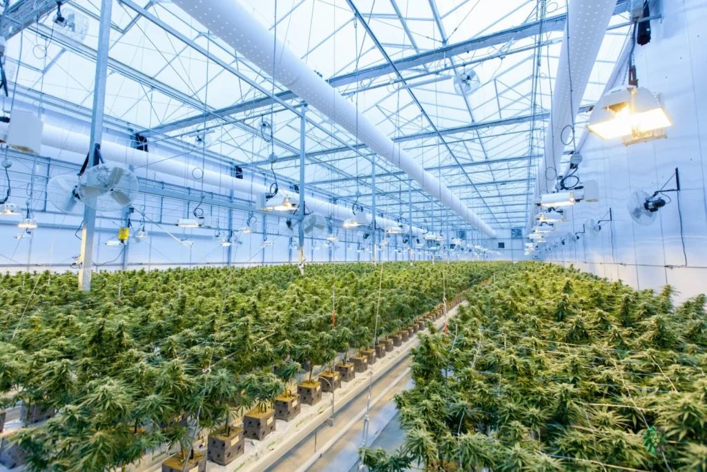 biotherm-indoor-climate-greenhouse-cannabis